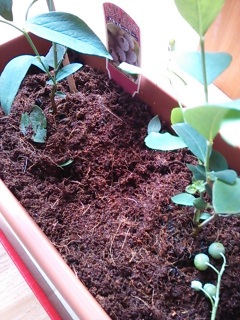 �A���܂����`
