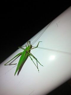 �o�b�^?